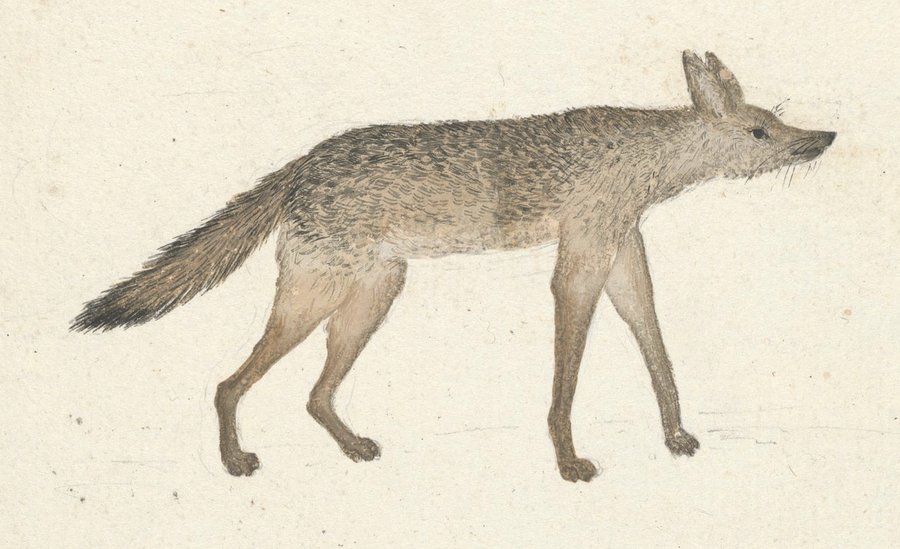 James Bruce (1730-1794) Wolf