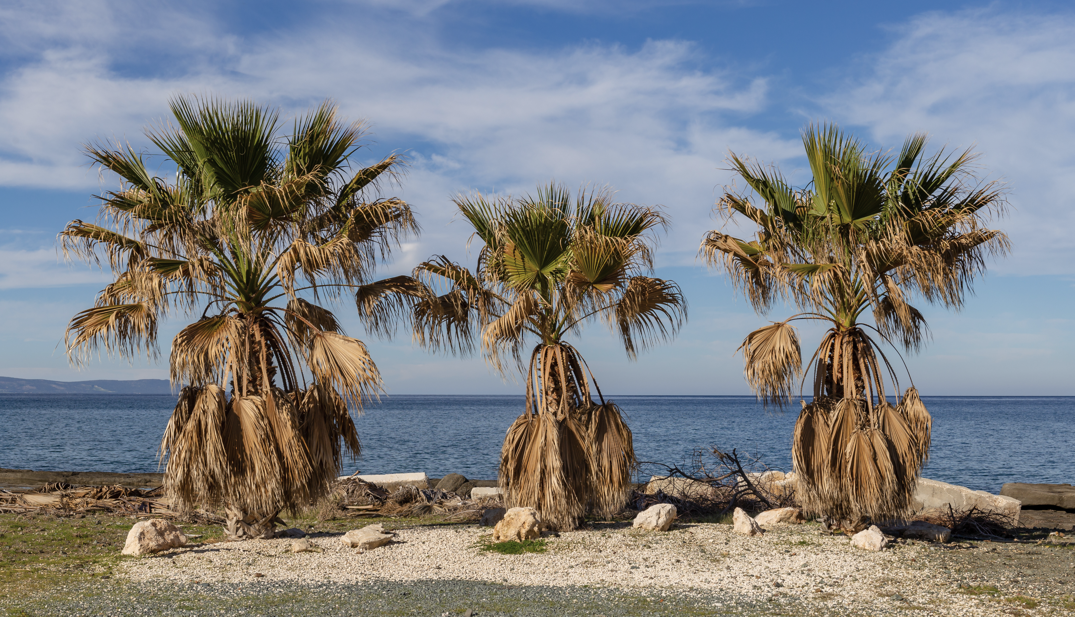 Tři palmy na Kypru